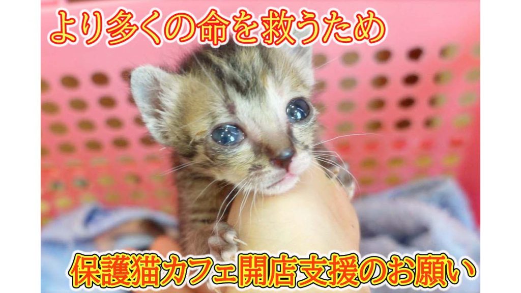 山本祐太(やまもとゆうた)さんが多くの猫達の安全を守るため2回目のクラウドファンディングに挑戦