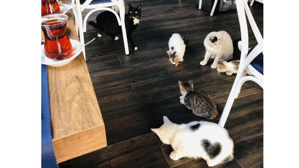 見出し3画像_嶋村吉洋社長が主催するワクセルのコラム_瀬戸 志保さん_猫