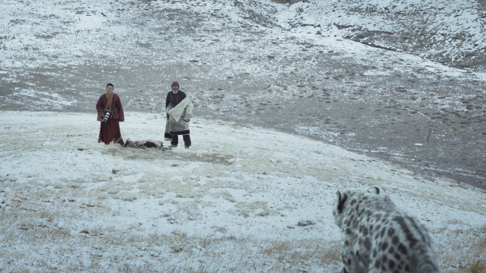 ワクセル
映画
嶋村吉洋
雪豹